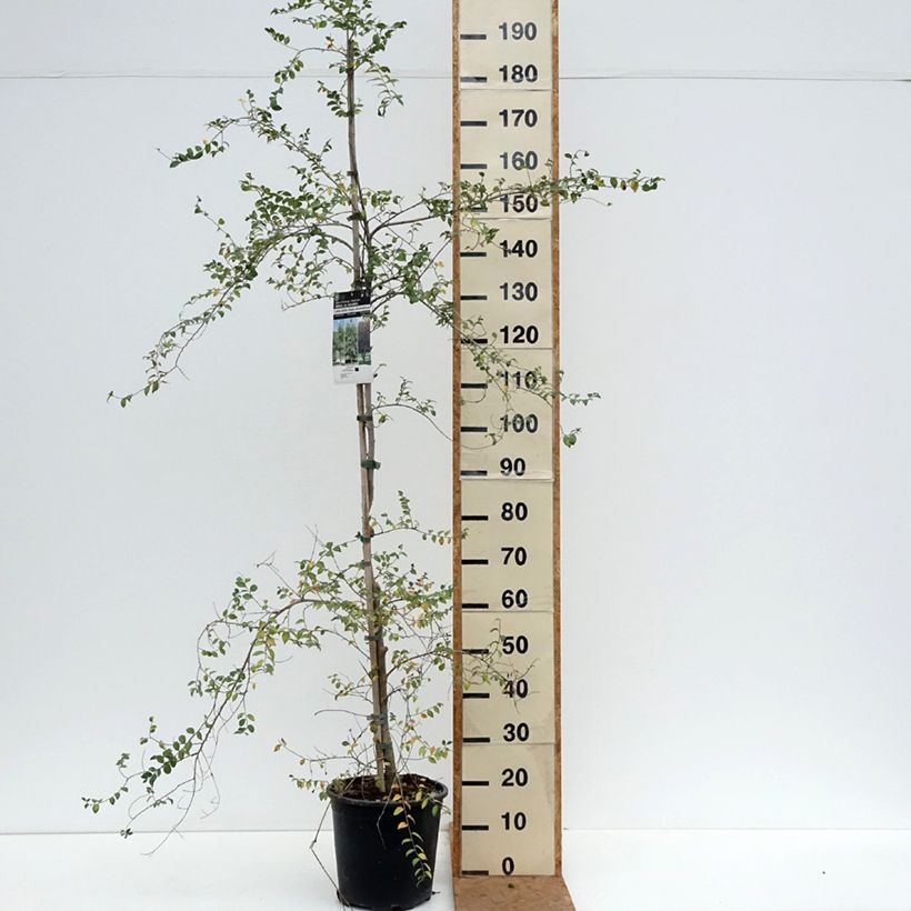 Ulmus pumila - Elm 7.5L/10L pot sample as delivered in autumn