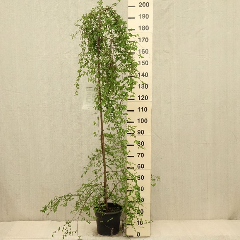 Ulmus pumila - Elm 7.5L/10L pot sample as delivered in spring