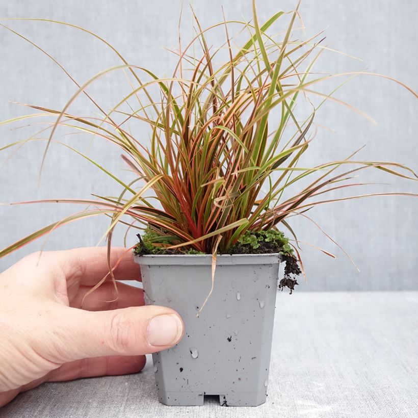 Uncinia rubra Everflame 8/9 cm pot sample as delivered in winter