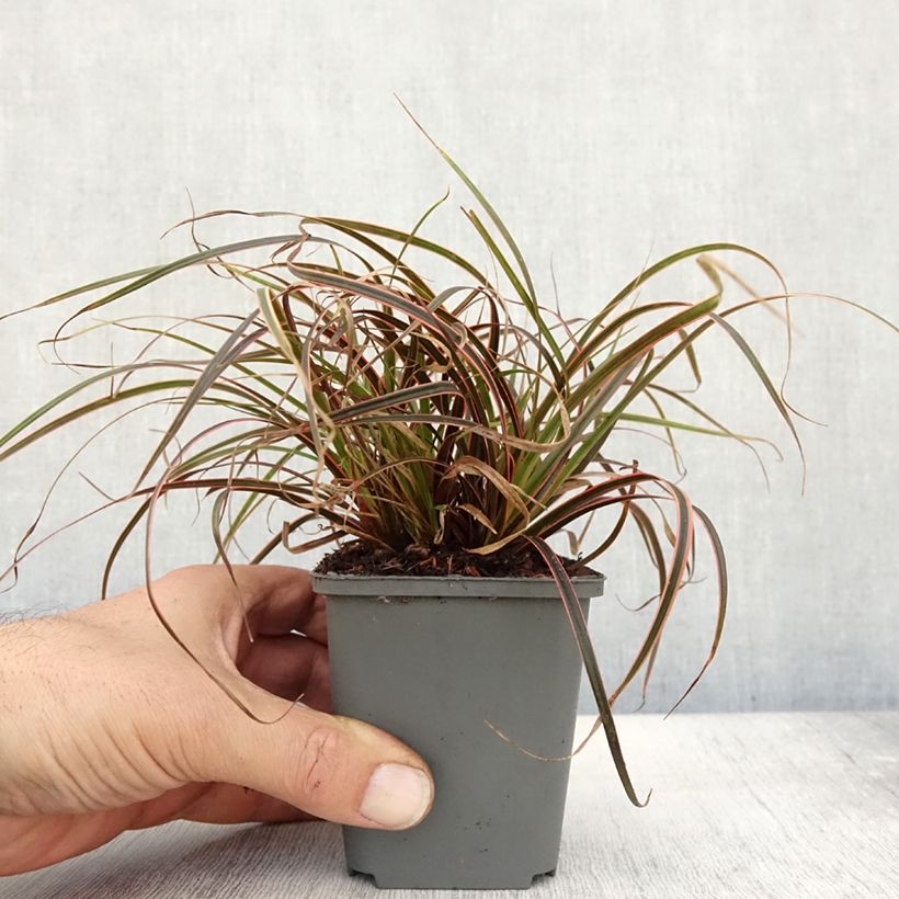 Uncinia rubra Everflame 8/9 cm pot sample as delivered in autumn