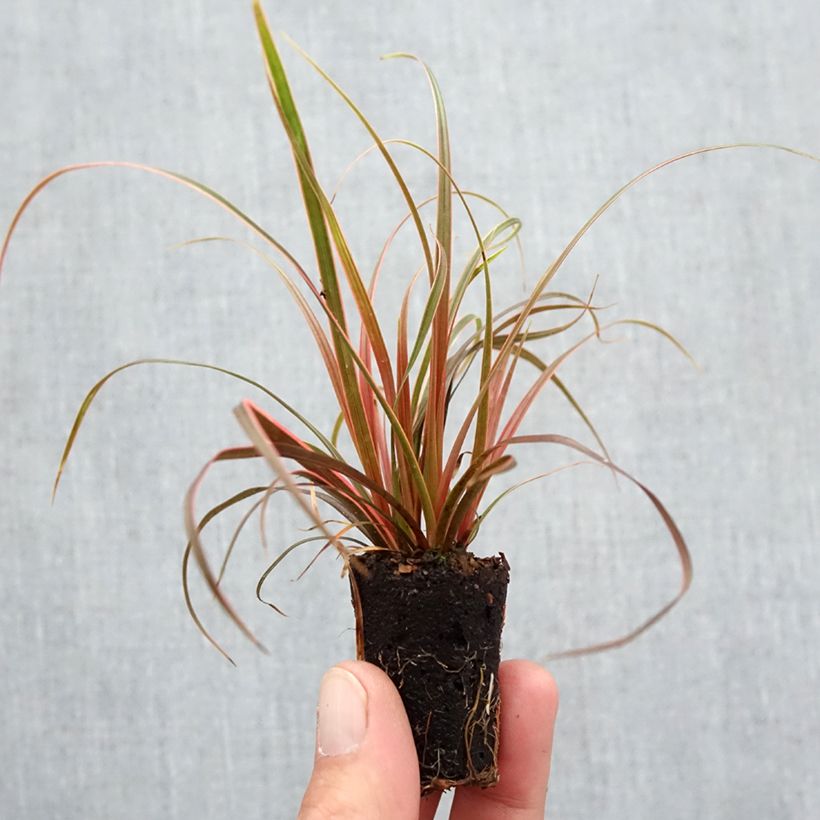 Uncinia rubra Everflame Plug plant 3/4cm sample as delivered in autumn