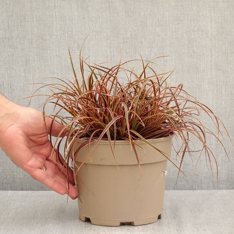 Uncinia rubra Everflame 2L/3L pot sample as delivered in autumn