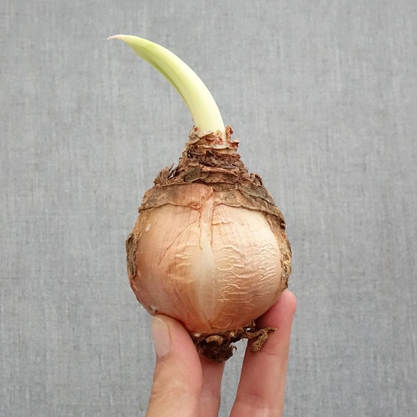 Urginea maritima sample as delivered in spring