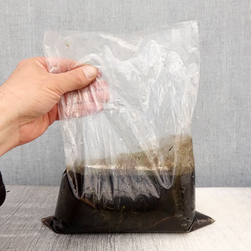 Utricularia vulgaris - Greater Bladderwort Bare root sample as delivered in spring