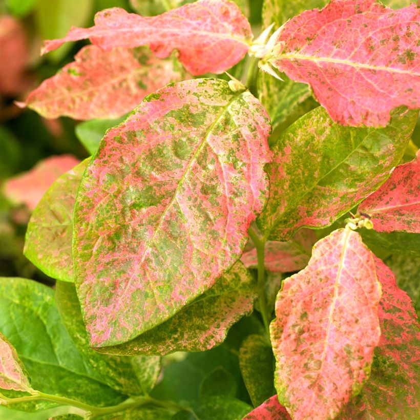 Vaccinium corymbosum Flamingo- American Blueberry (Foliage)