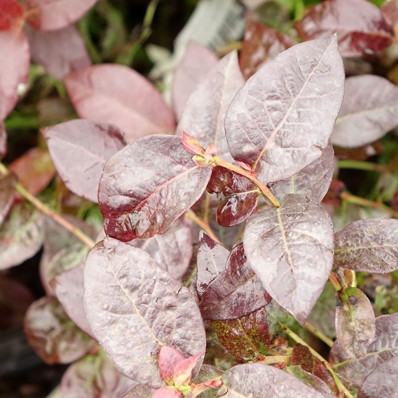 Vaccinium corymbosum Hortblue Petite- American Blueberry (Foliage)