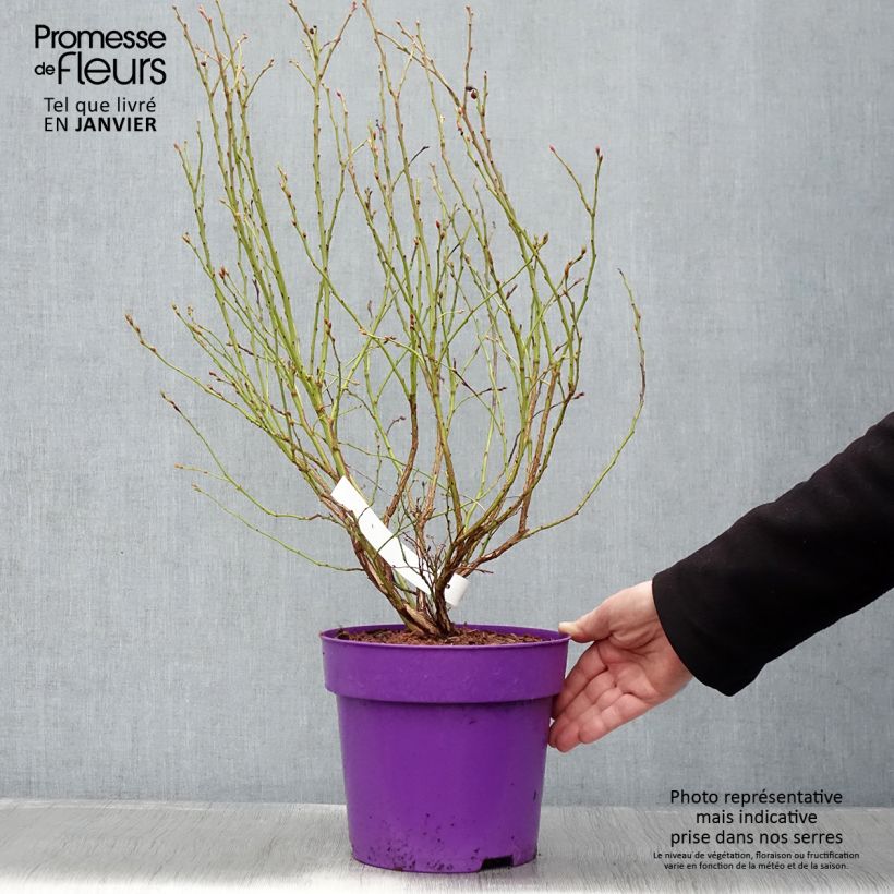 Vaccinium corymbosum Hortblue Petite- American Blueberry 2L/3L pot, Bush sample as delivered in winter