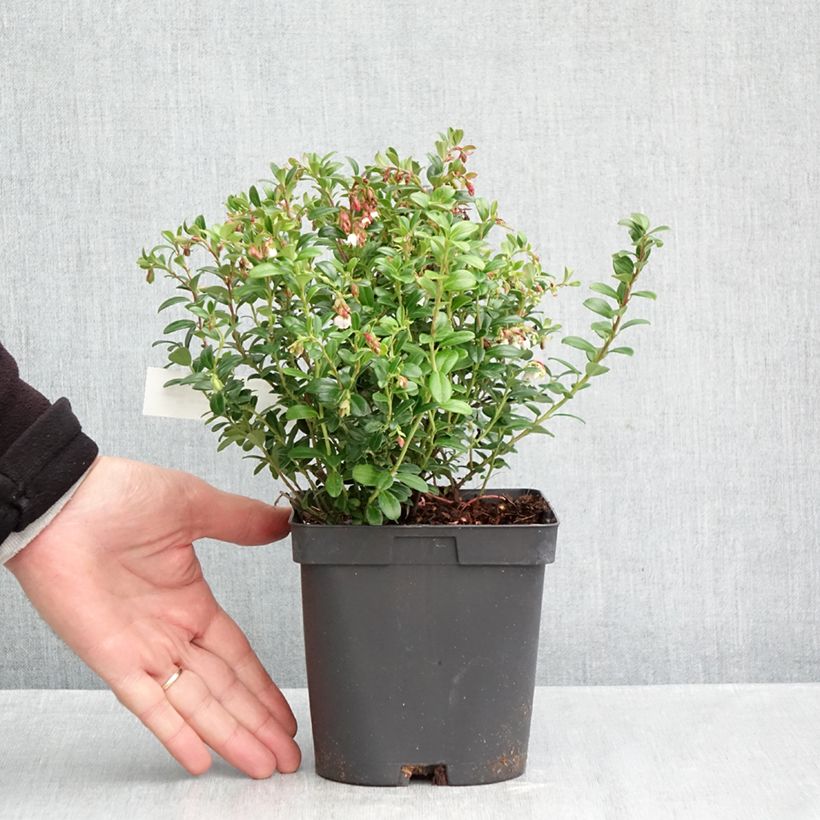 Vaccinium vitis-idaea Miss Cherry - Bilberry 2L/3L pot sample as delivered in autumn