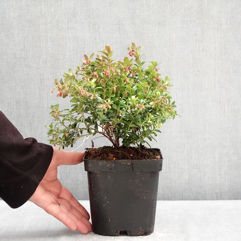 Vaccinium vitis-idaea Miss Cherry - Bilberry 2L/3L pot sample as delivered in winter