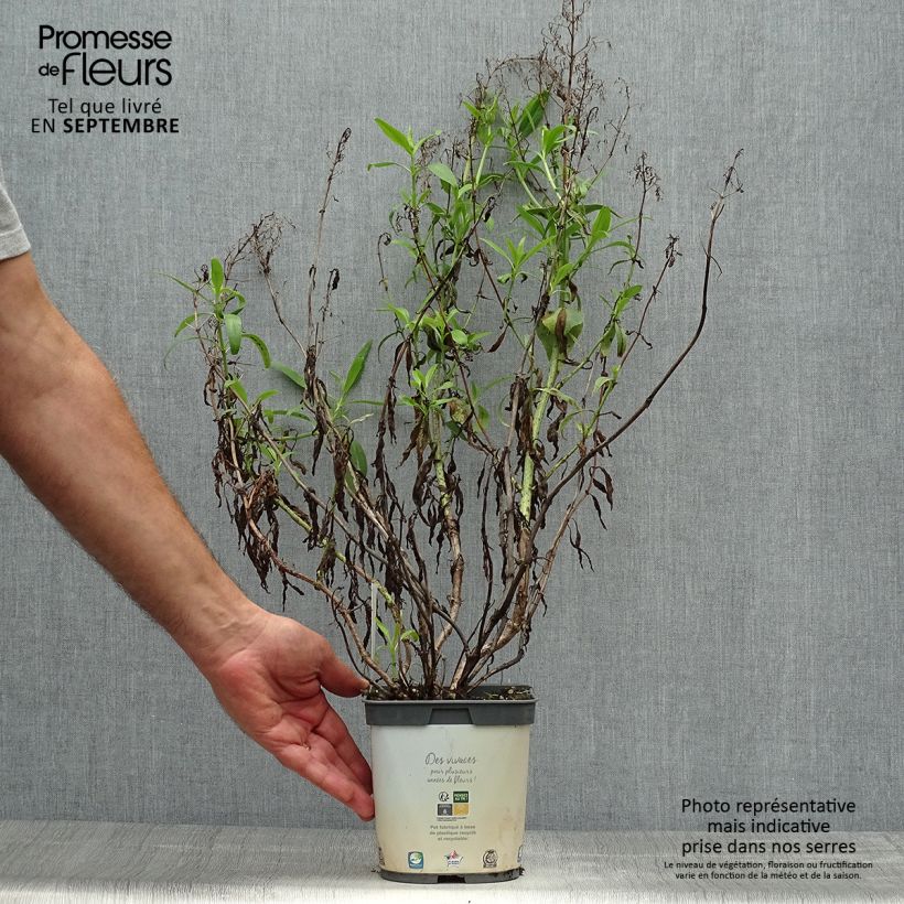 Centranthus ruber Albus 2L/3L pot sample as delivered in autumn