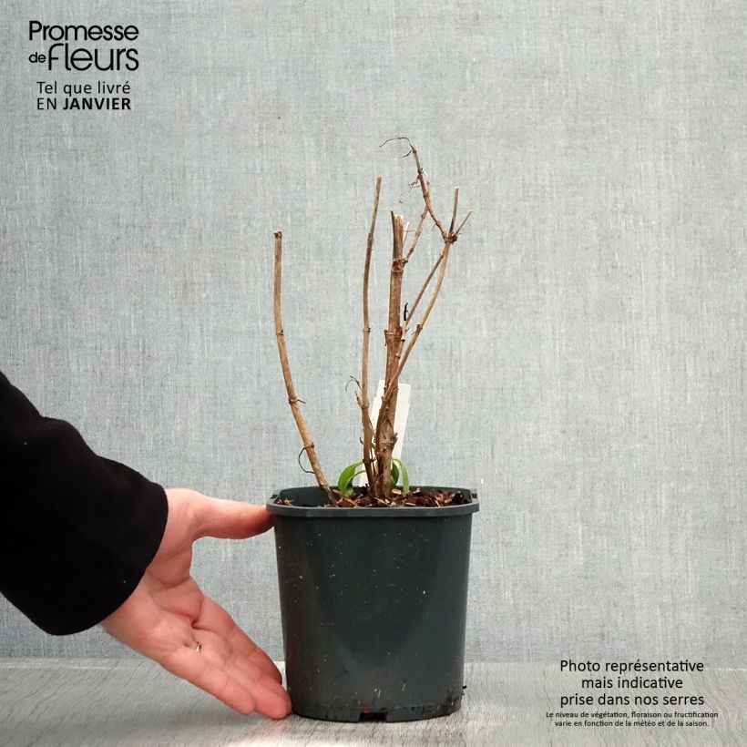 Centranthus ruber Albus 2L/3L pot sample as delivered in winter