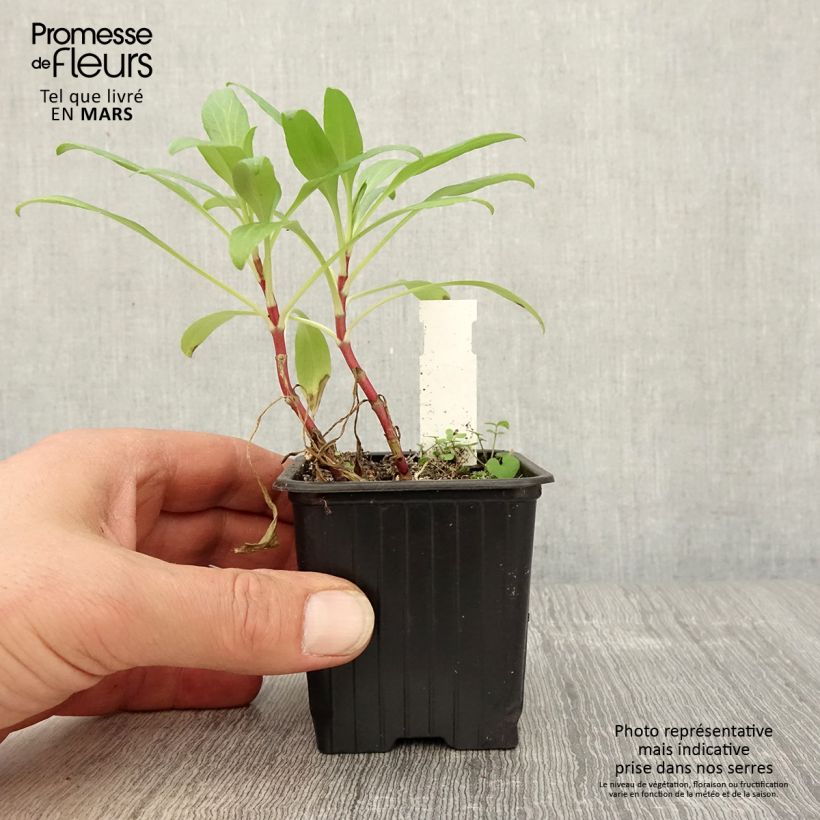 Centranthus ruber 8/9 cm pot sample as delivered in spring