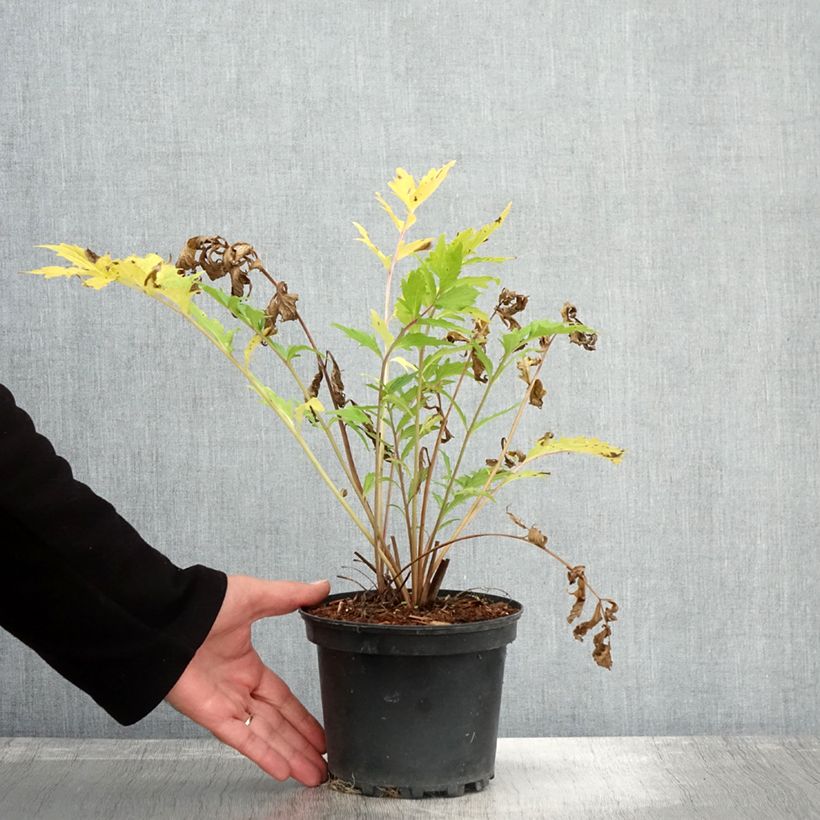 Valeriana officinalis 2L/3L pot sample as delivered in autumn