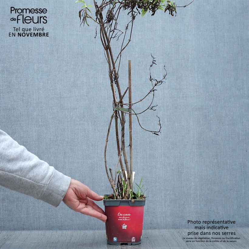 Centranthus ruber Coccineus 2L/3L pot sample as delivered in autumn