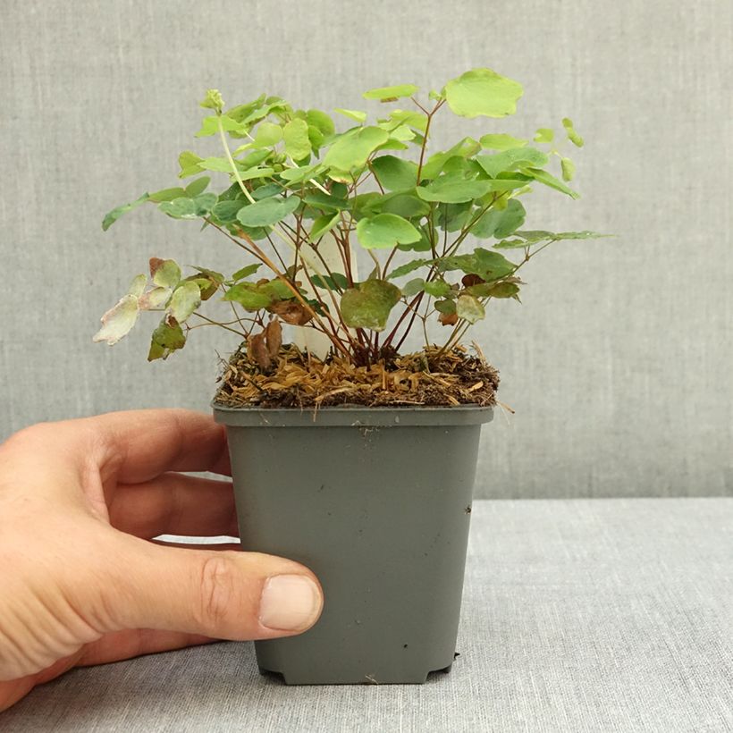 Vancouveria hexandra 8/9 cm pot sample as delivered in summer