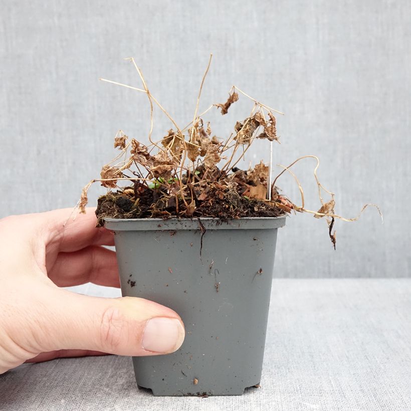 Vancouveria hexandra 8/9 cm pot sample as delivered in winter