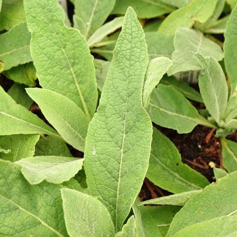 Verbascum Gainsborough - Mullein (Foliage)