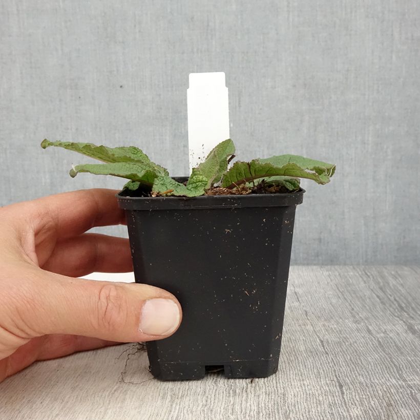 Verbascum Southern Charm - Mullein 8/9 cm pot sample as delivered in spring