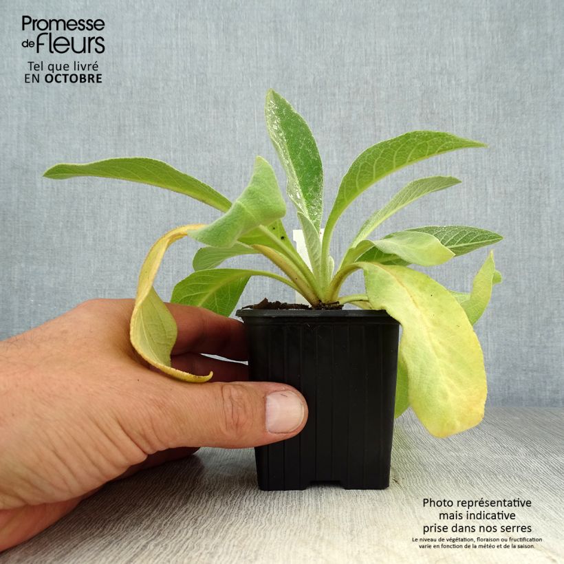 Verbascum olympicum - Olympian Mullein 8/9 cm pot sample as delivered in autumn