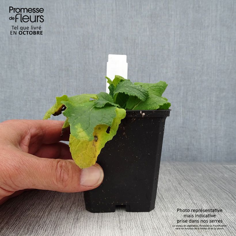 Verbascum phoeniceum Flush of White - Mullein 8/9 cm pot sample as delivered in autumn