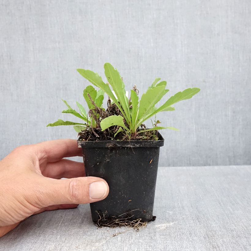 Verbascum Rosie - Mullein 8/9 cm pot sample as delivered in autumn