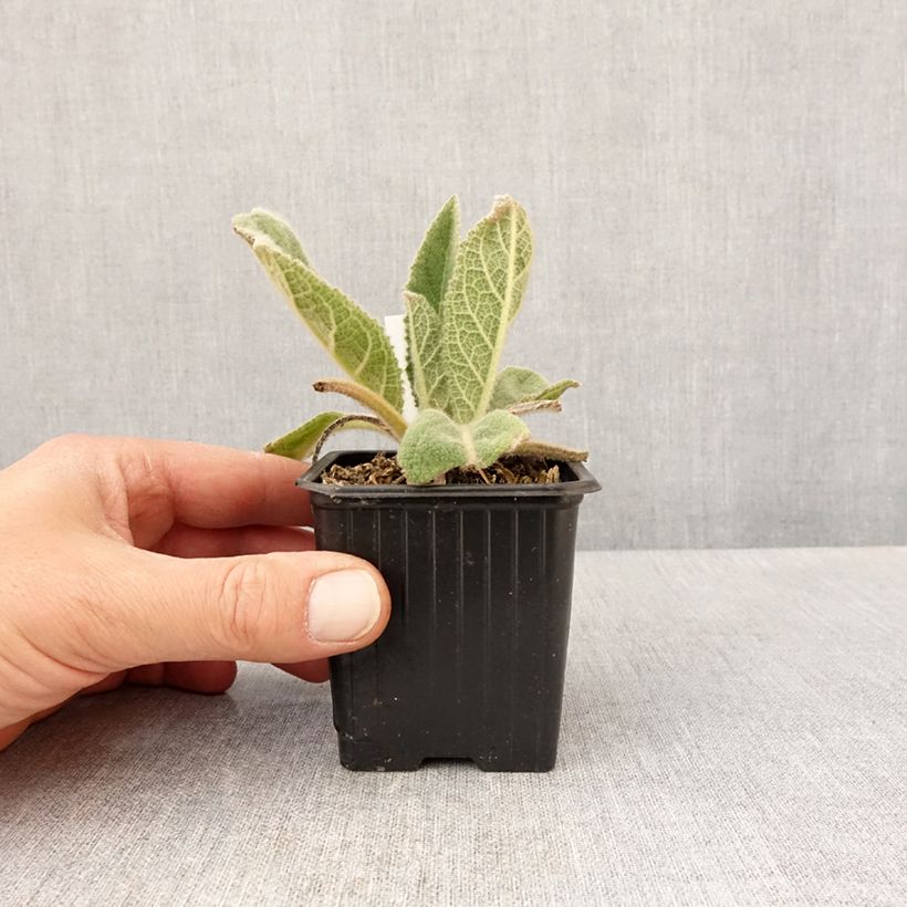 Verbascum thapsus - Mullein 8/9 cm pot sample as delivered in spring