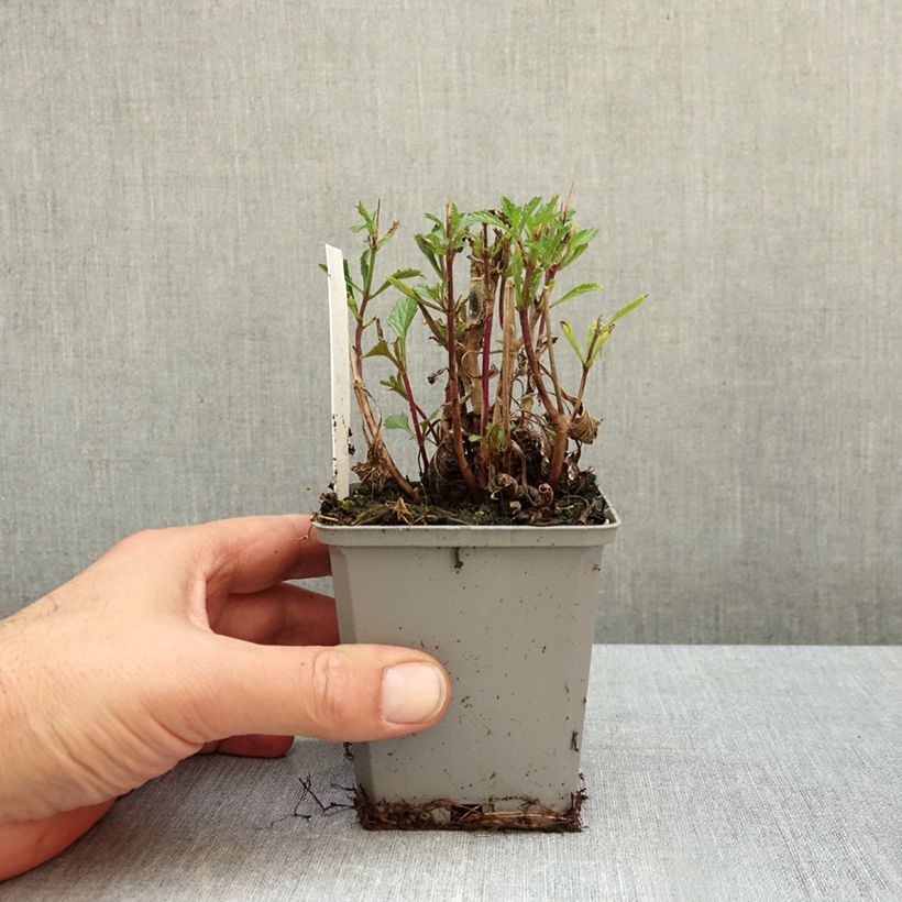 Verbena bonariensis Vanity 8/9 cm pot sample as delivered in autumn