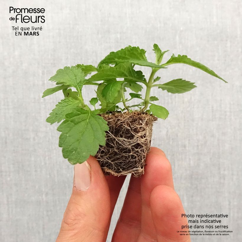 Verbena bonariensis Vanity Plug plant 3/4cm sample as delivered in spring