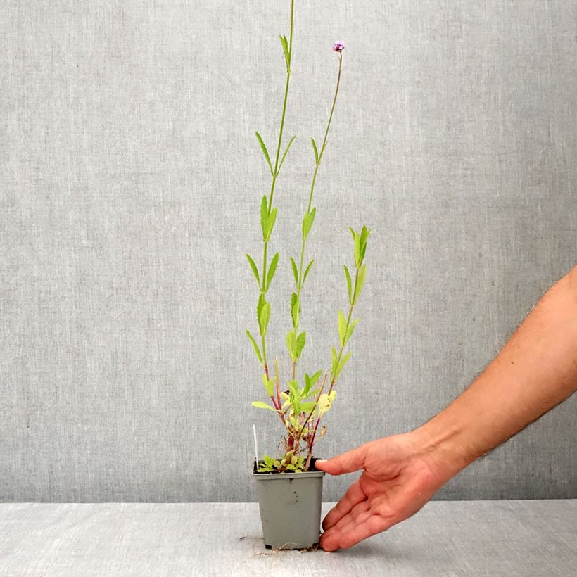 Verbena bonariensis - Purple Top 8/9 cm pot sample as delivered in autumn