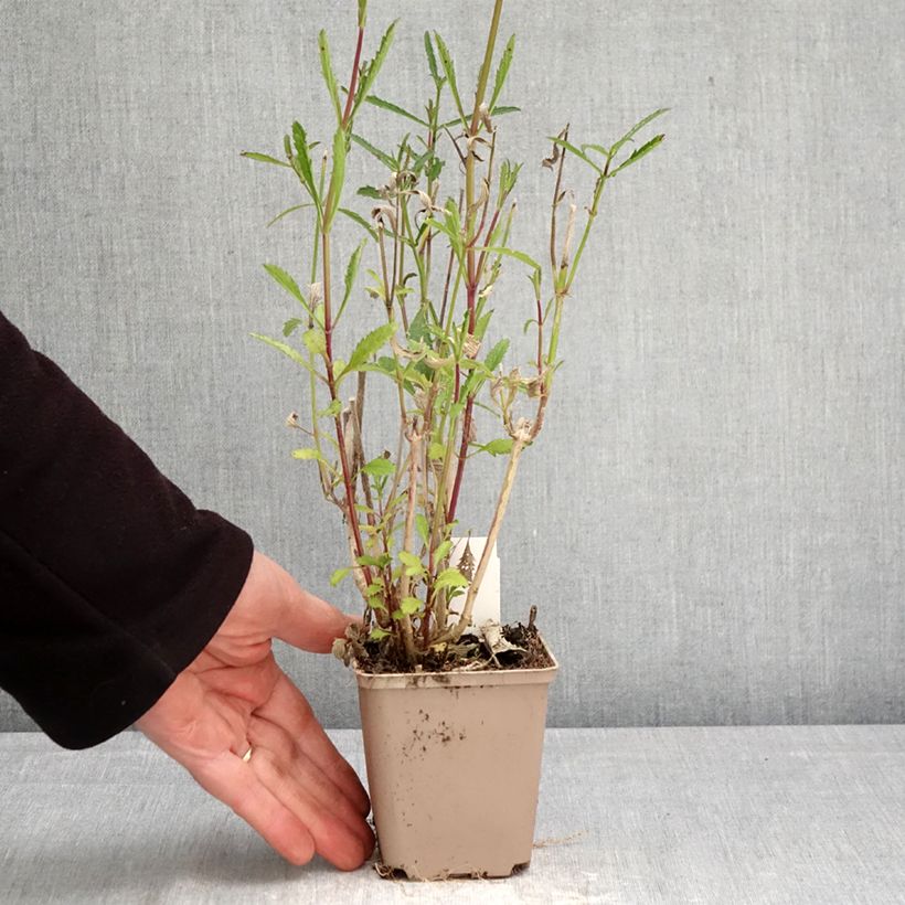 Verbena bonariensis - Purple Top 8/9 cm pot sample as delivered in spring