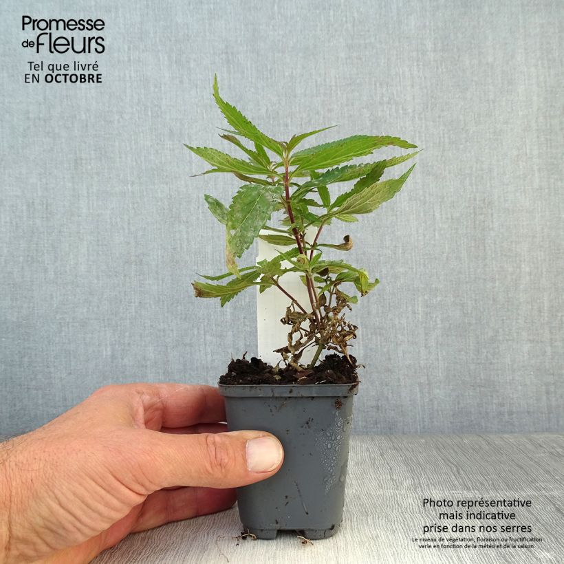 Verbena hastata Blue Spires 8/9 cm pot sample as delivered in autumn