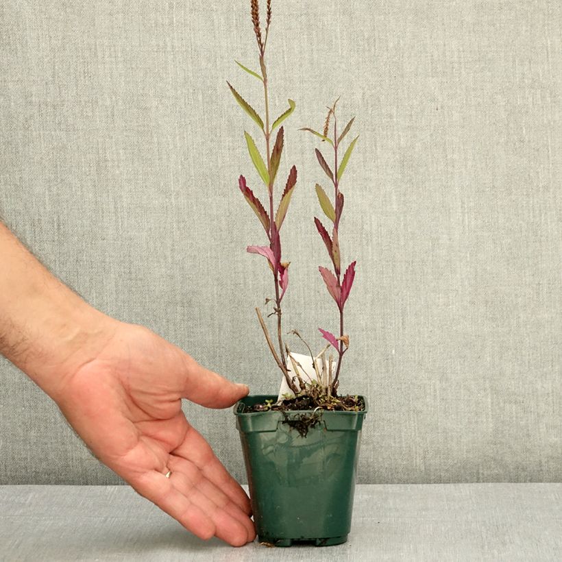 Verbena hastata Pink Spires ervain 8/9 cm pot sample as delivered in summer