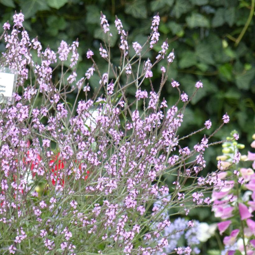 Verbena officinalis Bampton (Plant habit)