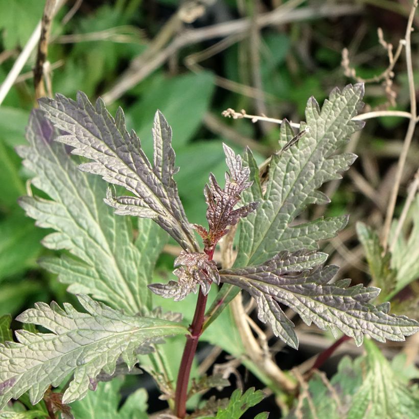 Verbena officinalis Bampton (Foliage)