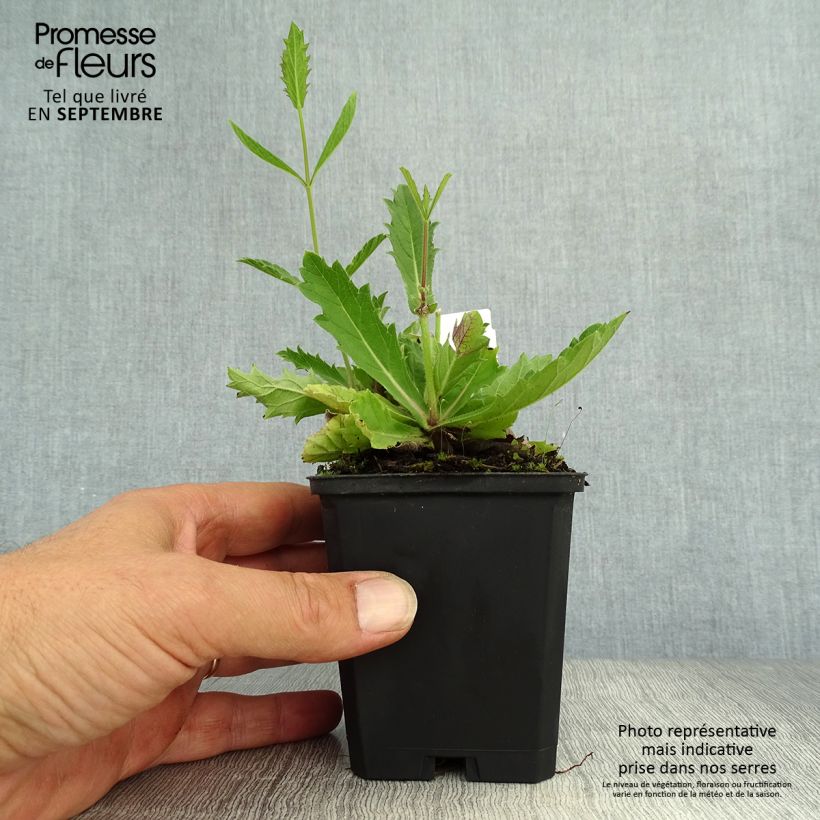 Verbena Polaris 8/9 cm pot sample as delivered in autumn