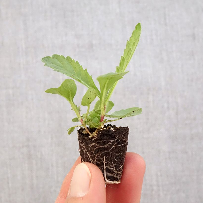 Verbena rigida Venosa Plug plant 3/4cm sample as delivered in spring
