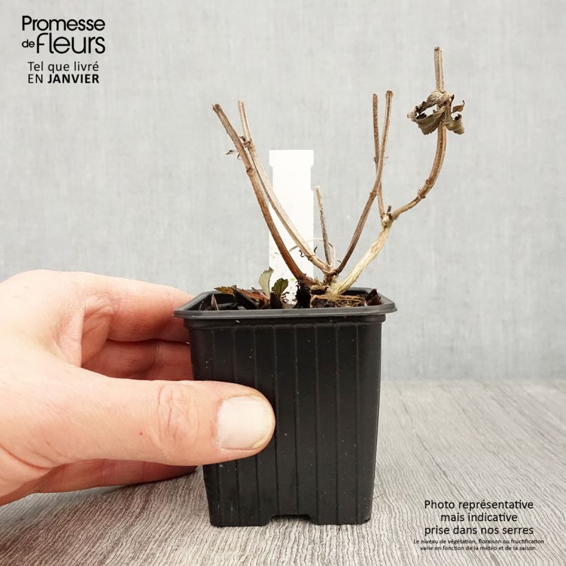 Verbena macdougalii Lavender Spires 8/9 cm pot sample as delivered in winter