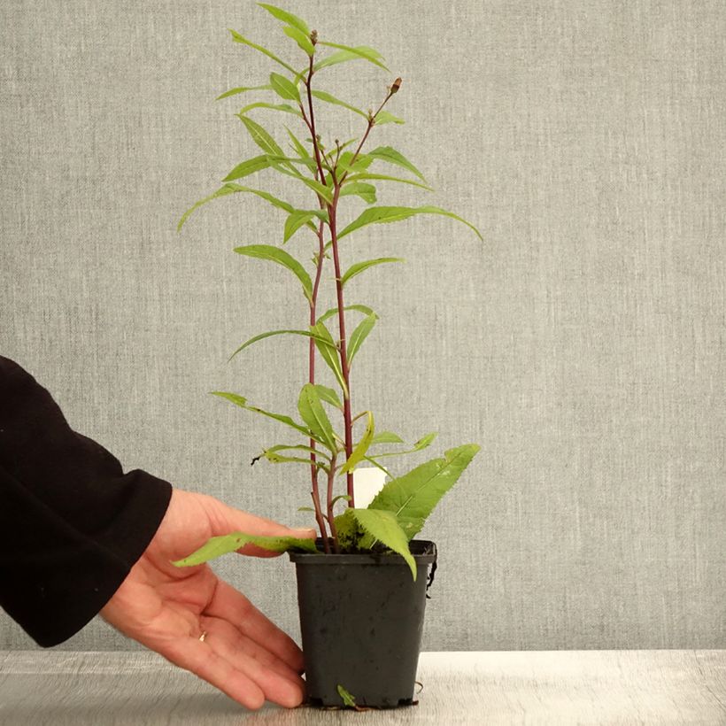Vernonia arkansana - Ironweed 8/9 cm pot sample as delivered in autumn