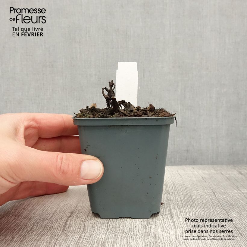 Vernonia arkansana - Ironweed 8/9 cm pot sample as delivered in winter