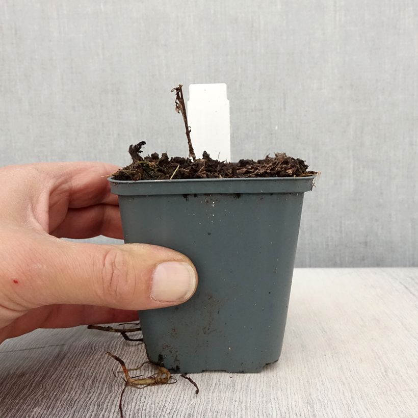 Vernonia arkansana - Ironweed 8/9 cm pot sample as delivered in spring