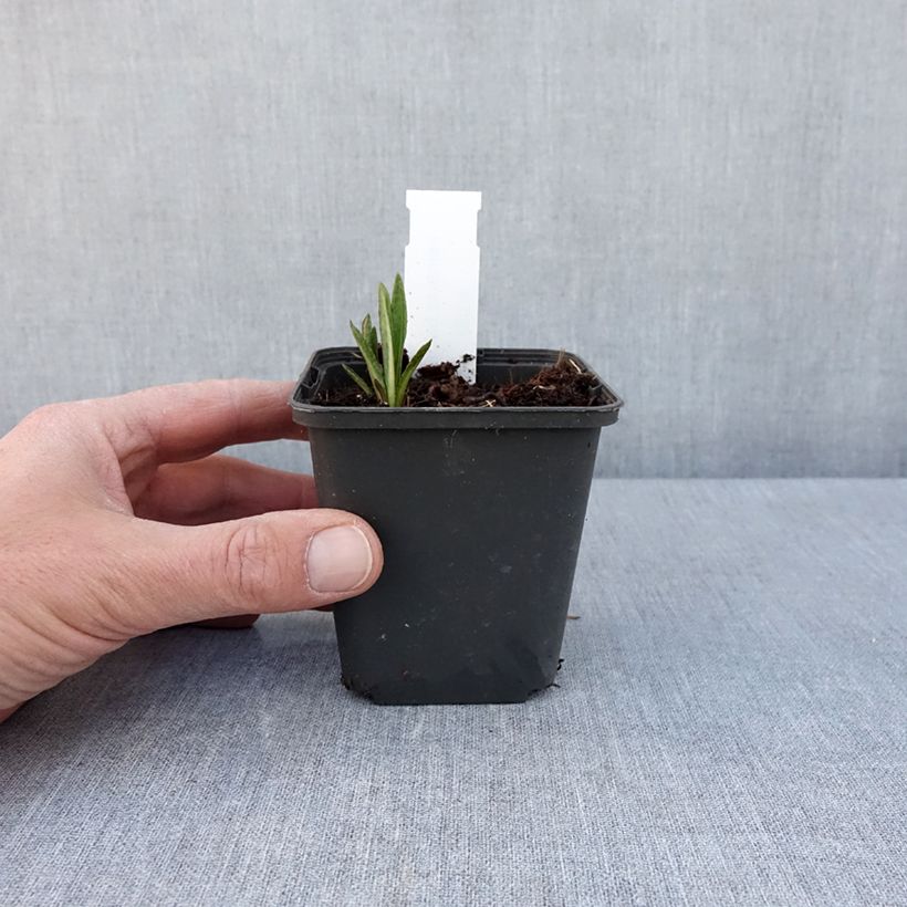 Vernonia baldwinii - Ironweed 8/9 cm pot sample as delivered in spring