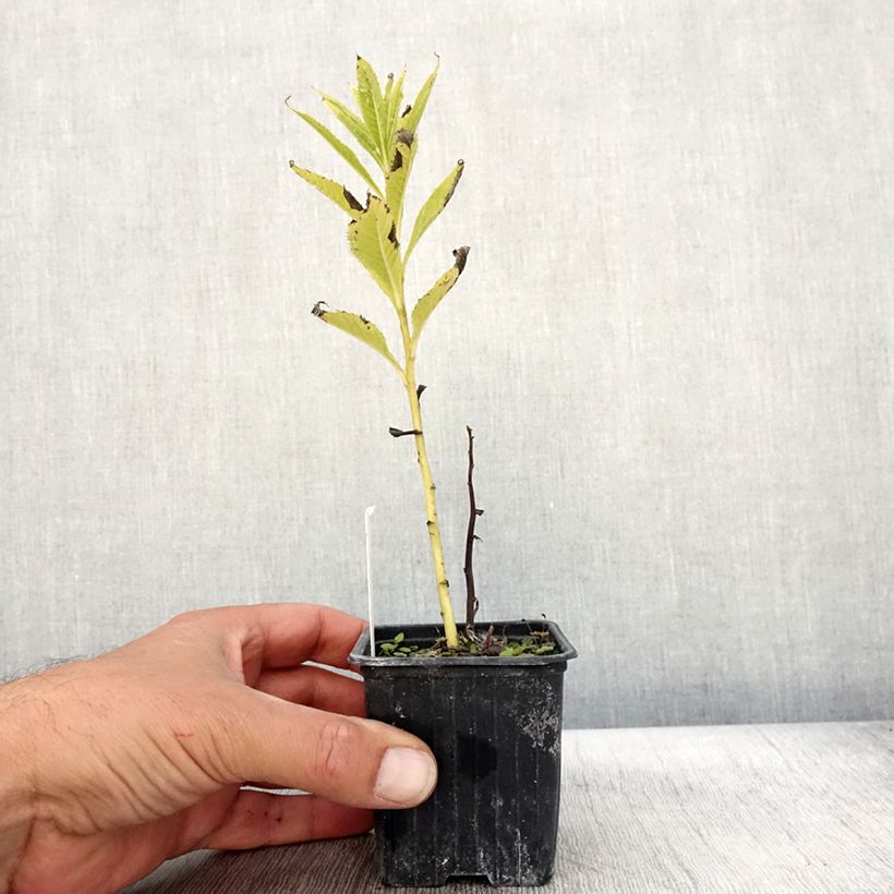 Vernonia crinita - Ironweed 8/9 cm pot sample as delivered in autumn