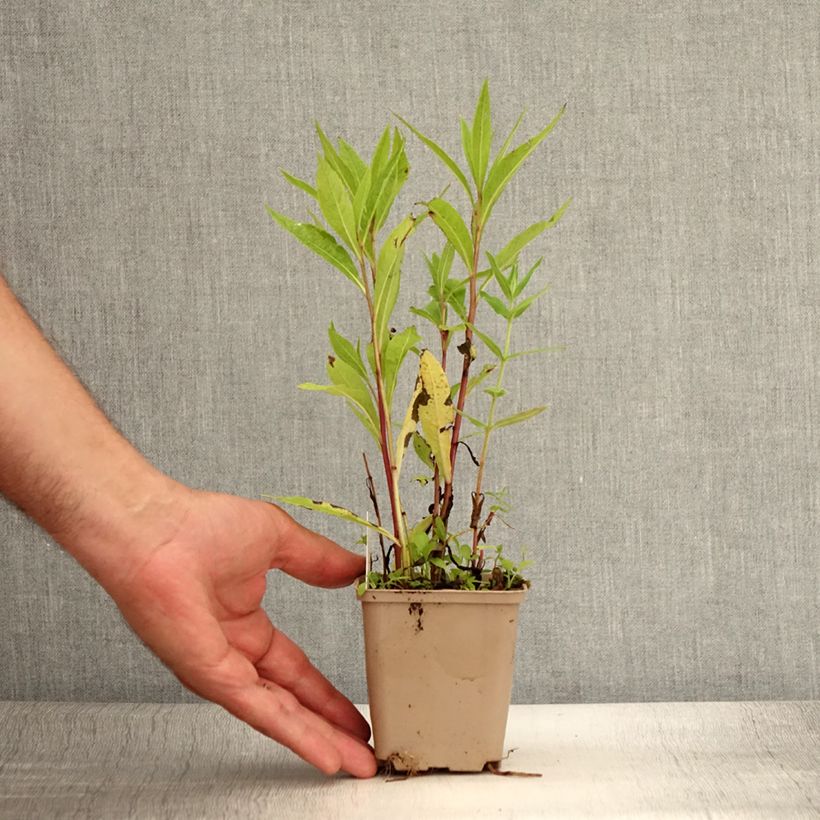 Vernonia gigantea - Ironweed 8/9 cm pot sample as delivered in summer