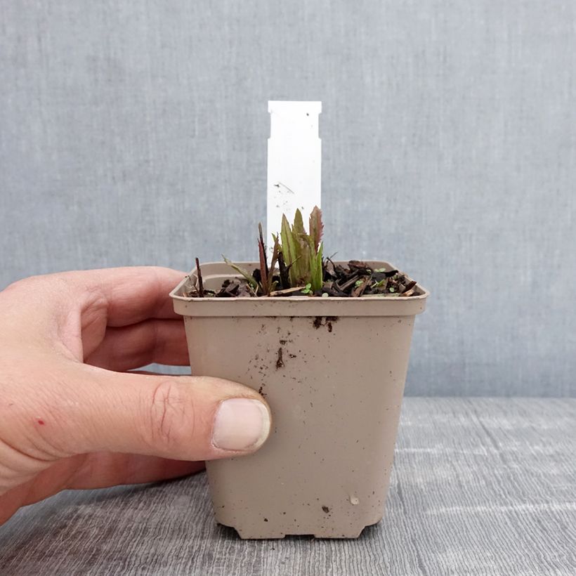 Vernonia gigantea - Ironweed 8/9 cm pot sample as delivered in spring