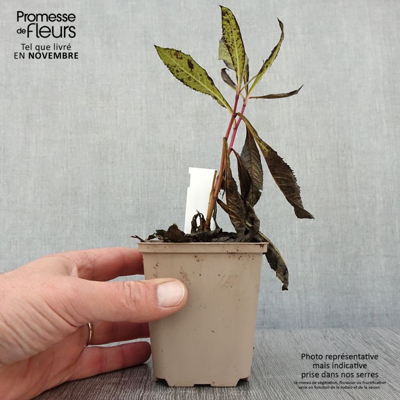 Vernonia missurica - Ironweed 8/9 cm pot sample as delivered in autumn