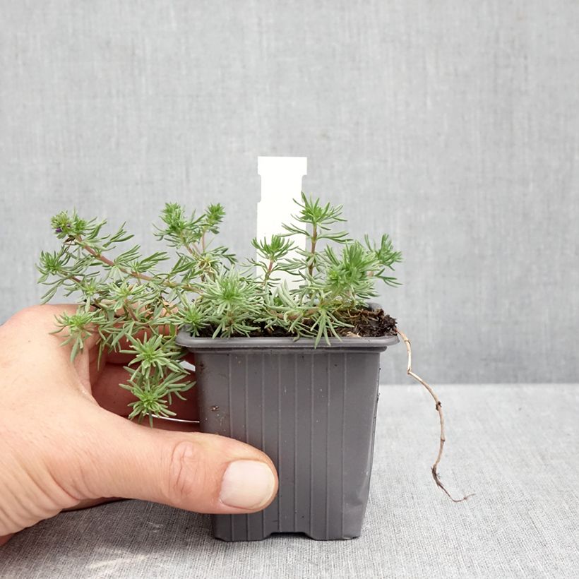 Veronica armena - Speedwell 8/9 cm pot sample as delivered in autumn