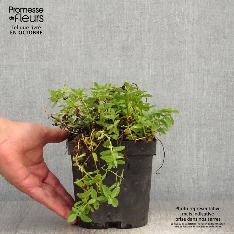 Veronica austriaca Royal Blue 2L/3L pot sample as delivered in autumn