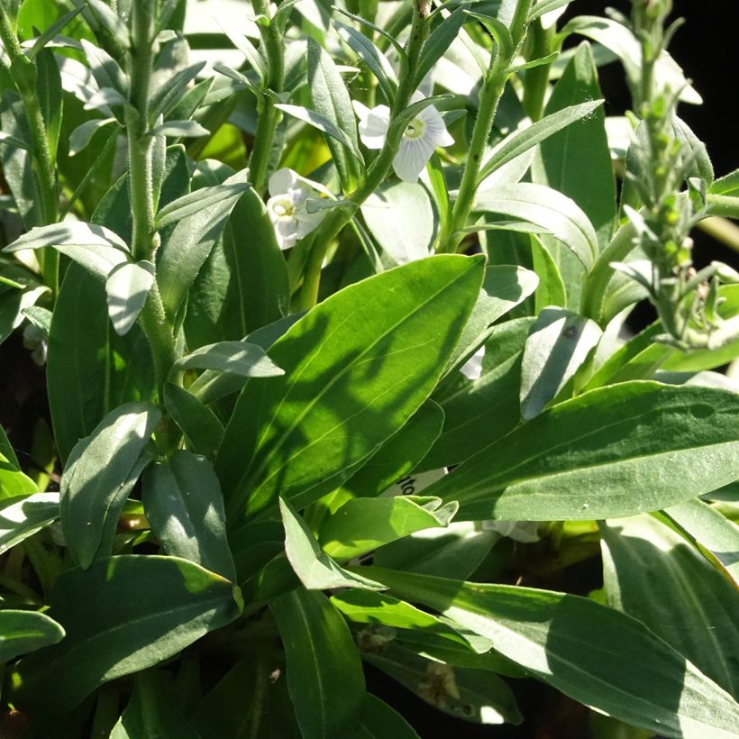 Veronica gentianoides Tissington White (Foliage)