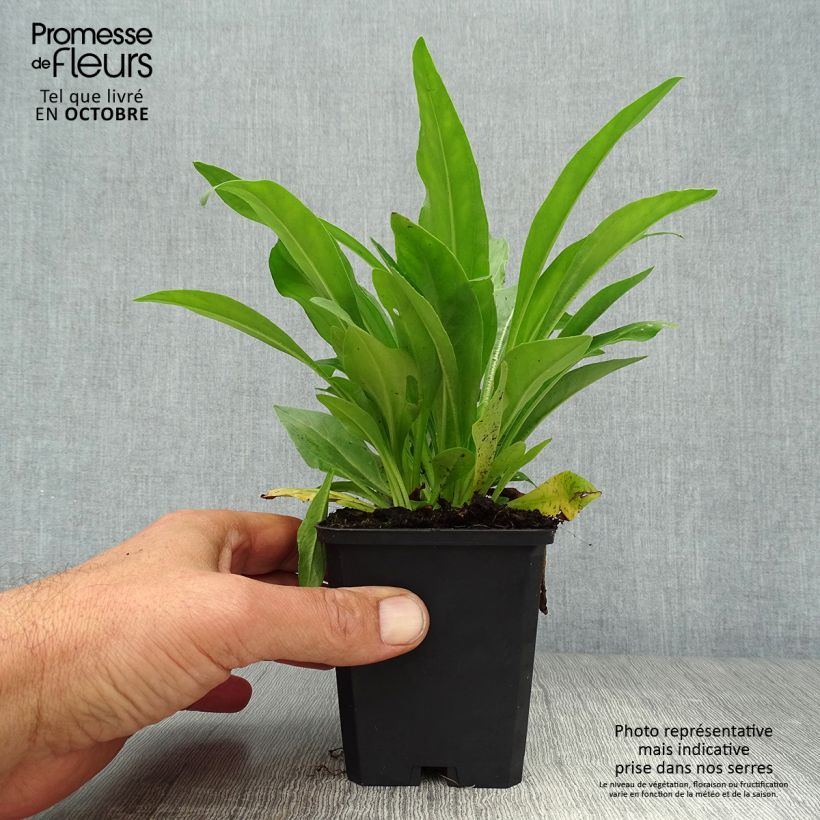 Veronica gentianoides 8/9 cm pot sample as delivered in autumn
