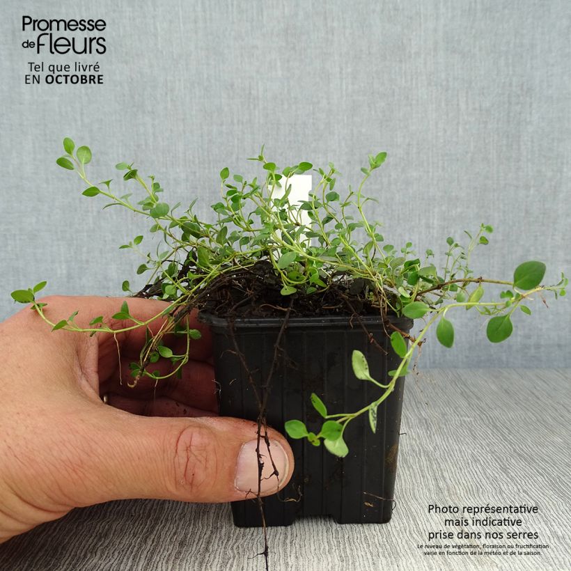 Veronica liwanensis 8/9 cm pot sample as delivered in autumn